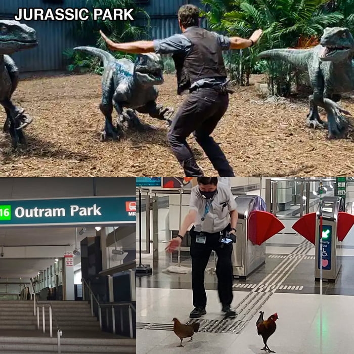 Chicken vs dinosaur - 9GAG