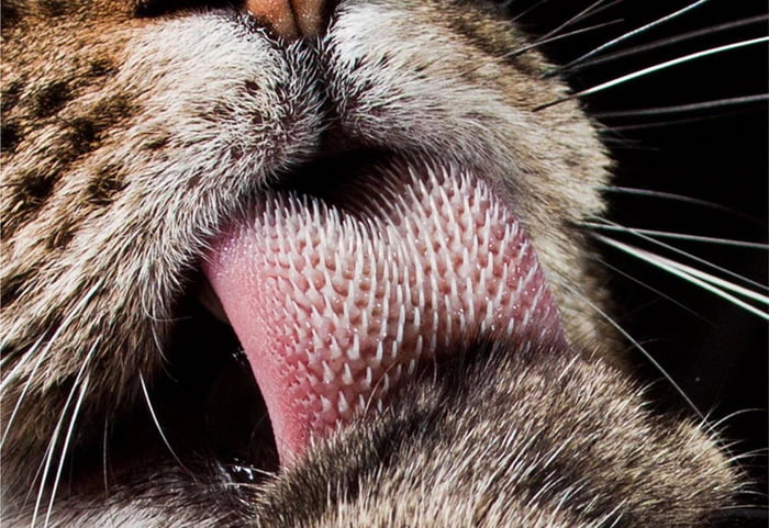 Thought Your Cat Has A Rough Tongue Big Cats Can Tear Skin And Flesh With Their Tongue Photo Of A Bengal Tiger Probably 9gag
