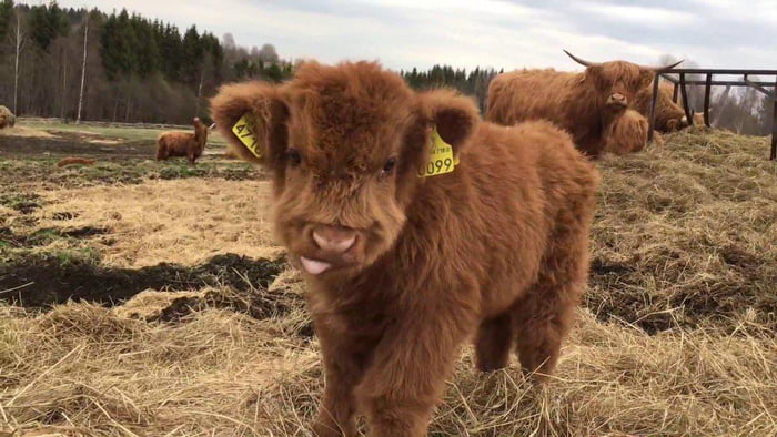 Blow Dried Cow Here To Make You Happy 9gag
