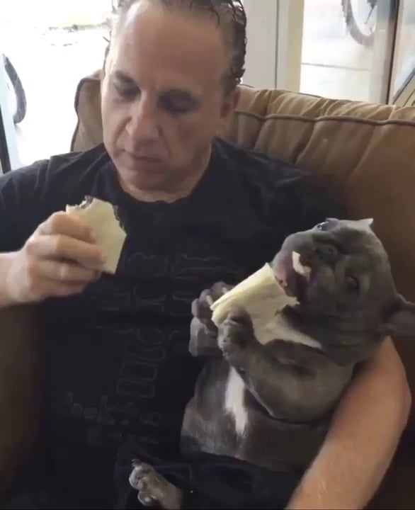 sounddog derp stomach growl sounddog derp stomach growl