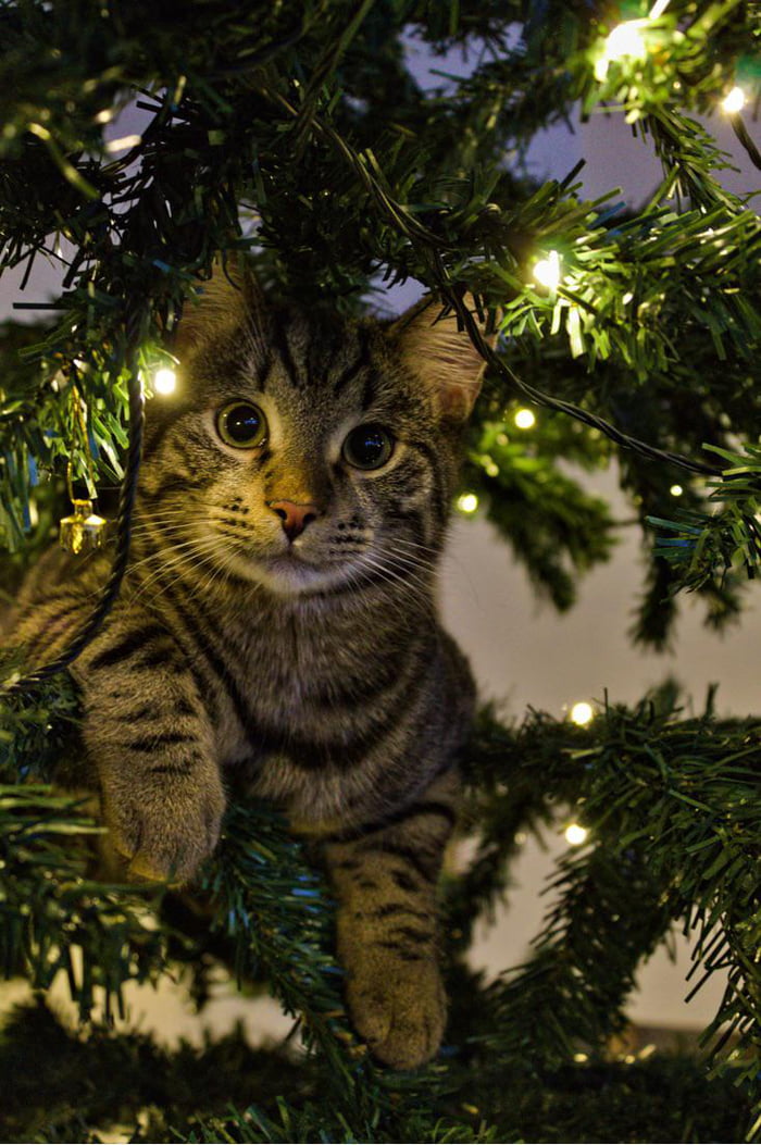 A cat’s first Christmas 9GAG