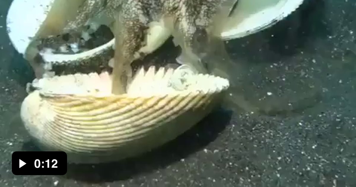 An Octopus Using Shells As Shields As A Scuba Diver Approaches It. - 9gag