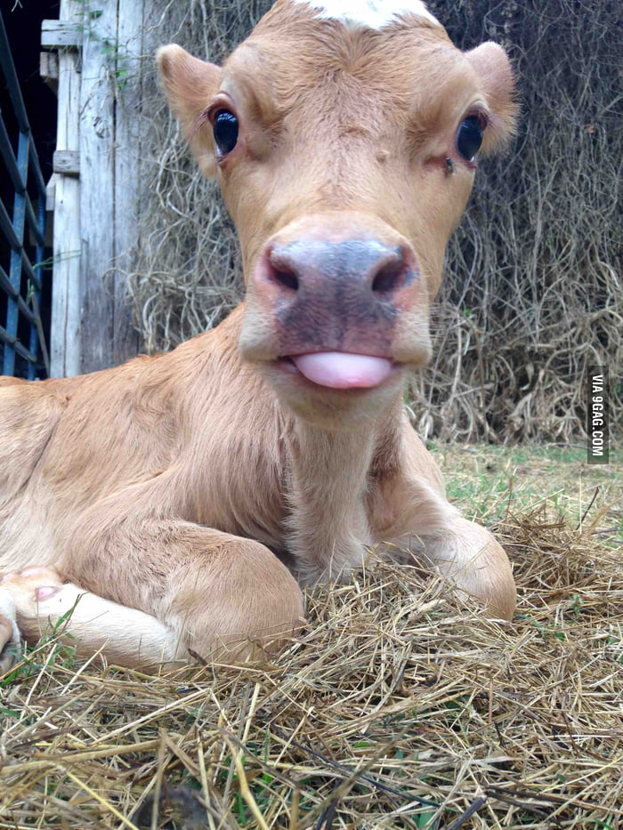 Look at that cute face! - 9GAG