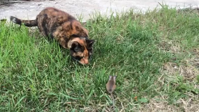 Vicious mouse fighting off cats - 9GAG