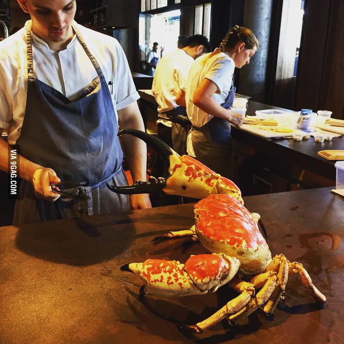 15 pounds Tasmanian King crab 9GAG