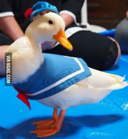 Louis Vuitton customised with Donald Duck - 9GAG