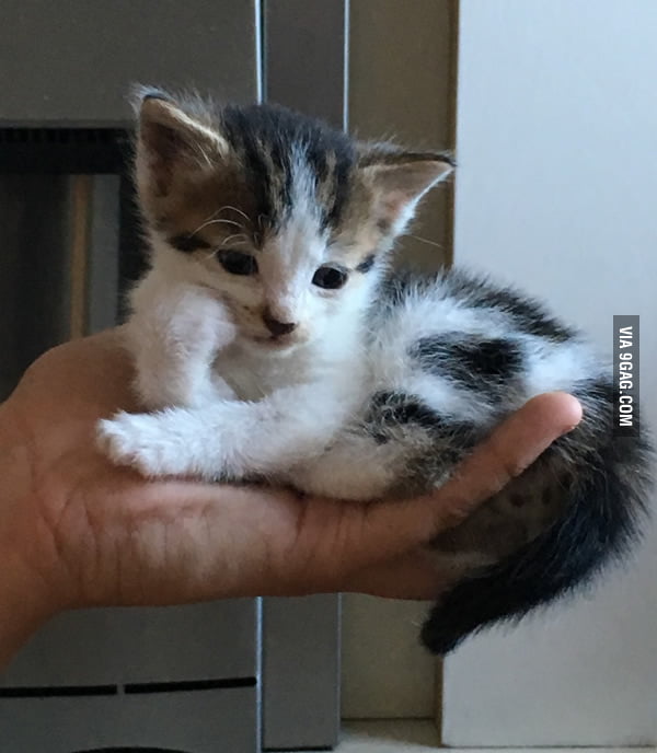 At 4 Weeks Old It Is Already Fed Up Of Life 9GAG At 4 Weeks Old It Is Already Fed Up Of Life 9GAG