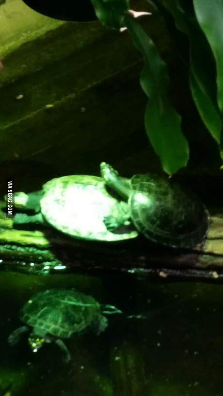 Turtle Porn - Just did my first turtle porn...My life is complete now. - 9GAG
