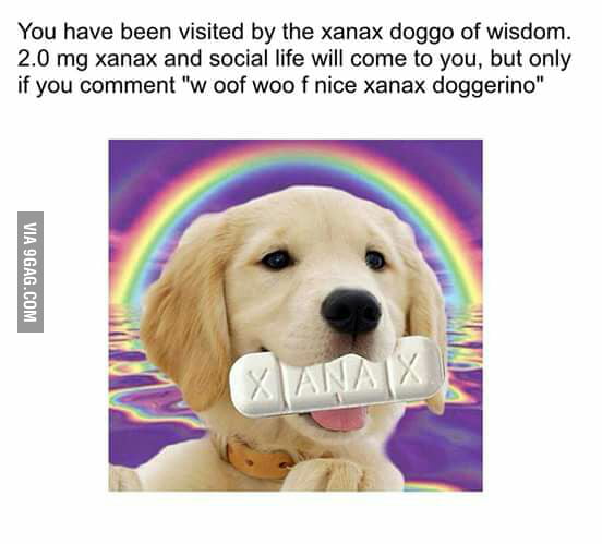 what to do if dog eats xanax