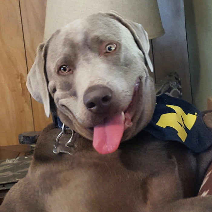 Goose... The King of Derpy. This is Goose, my silver lab, doing what he ...