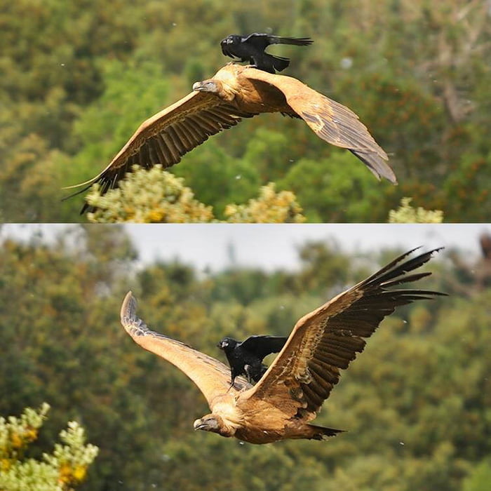 Crow mounts a vulture 9GAG