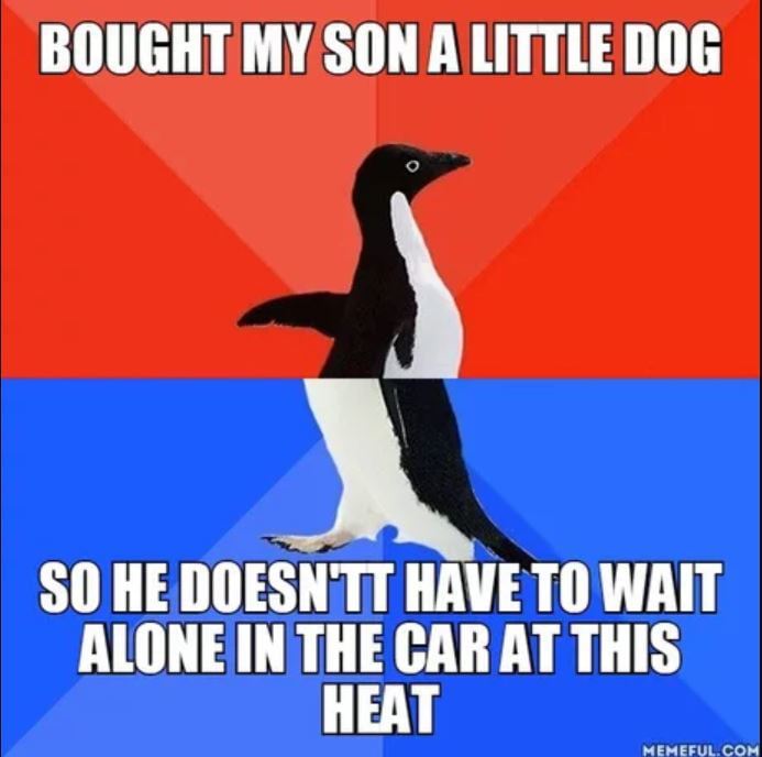 a-little-dog-9gag