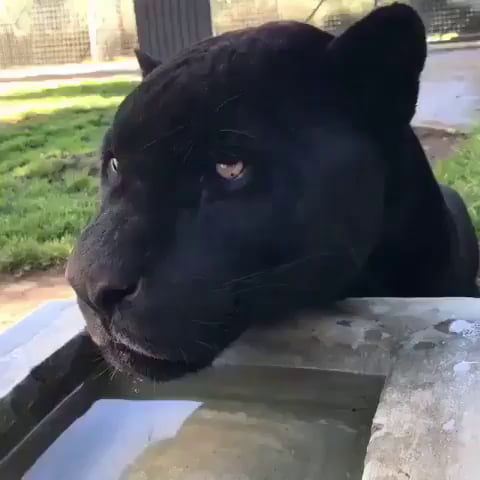 Just a black jaguar trying to figure out what to do with his day - 9GAG