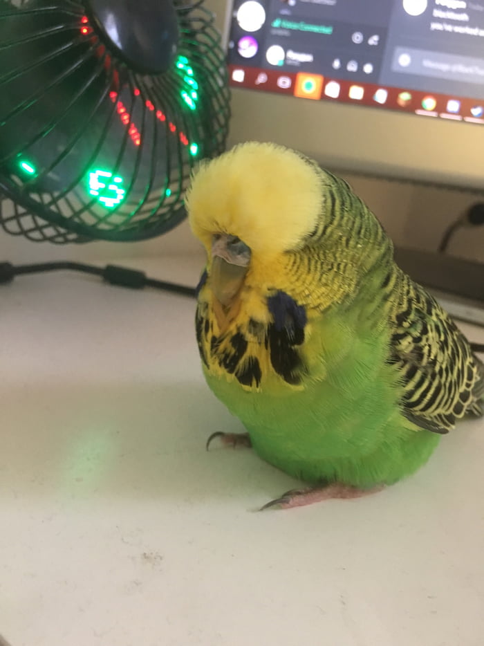 This was the last pic of my budgie that died yesterday. 9GAG