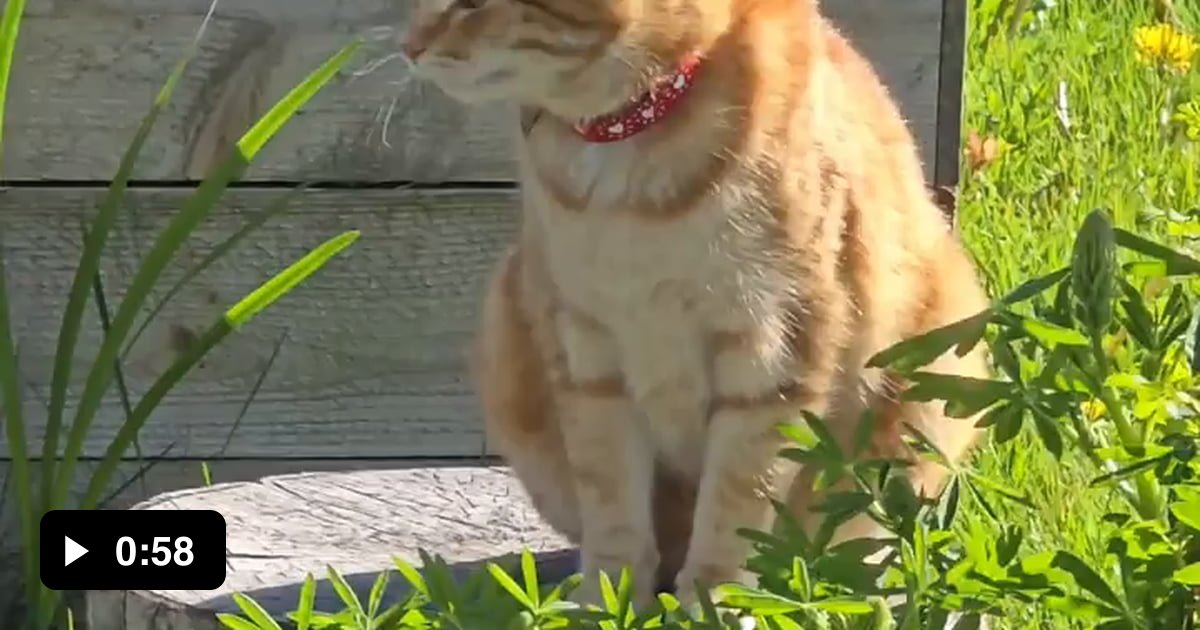 NEW CAT ALERT - 9GAG