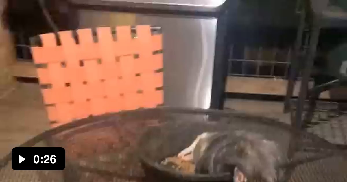 Dramatic opossum plays dead in the dinner bowl - 9GAG