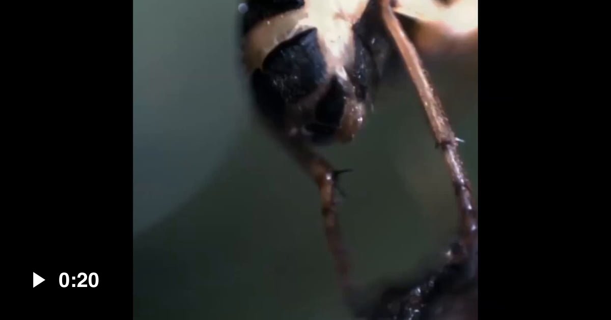 Bombardier beetles defend themselves by blasting boiling hot acid from