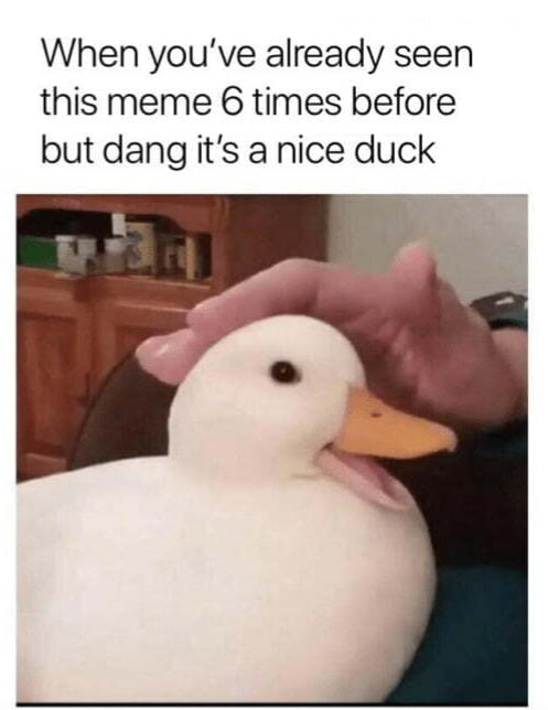 Dang, that's a nice duck. - 9GAG