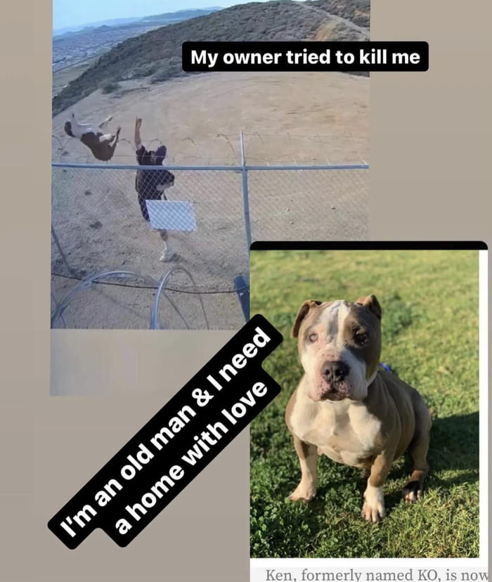 Update on the dog who was thrown over the razor fence because his owner ...