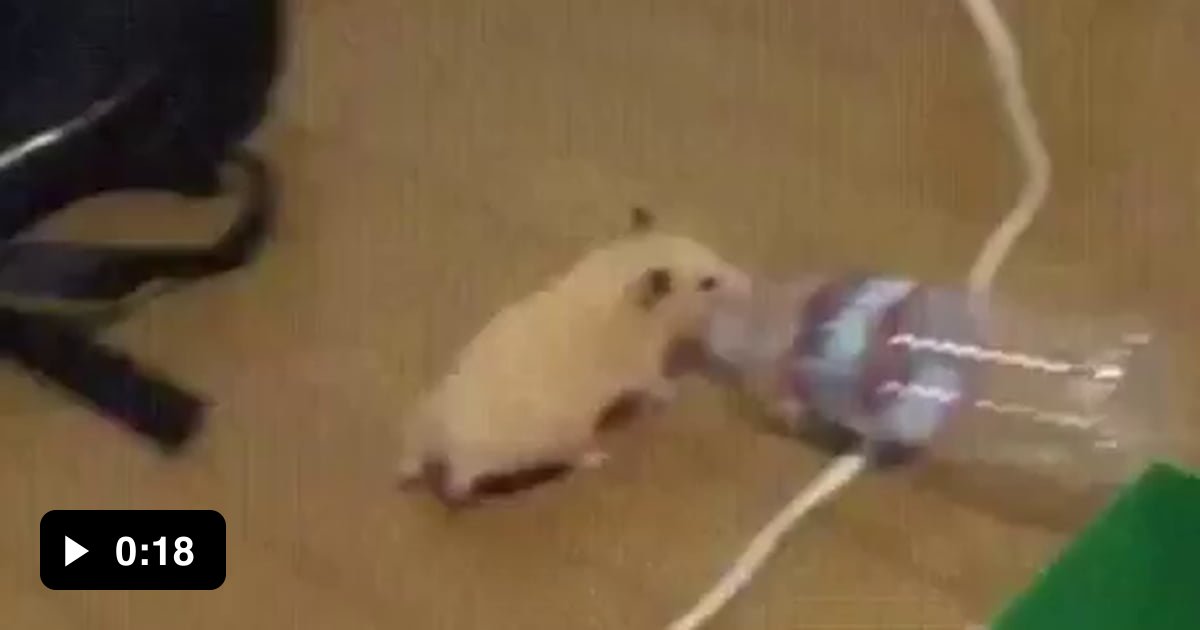 Red Tube Hamster