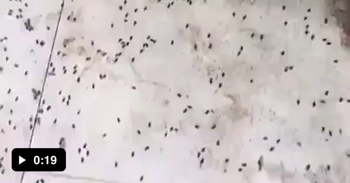 Crazy bug infestation - 9GAG