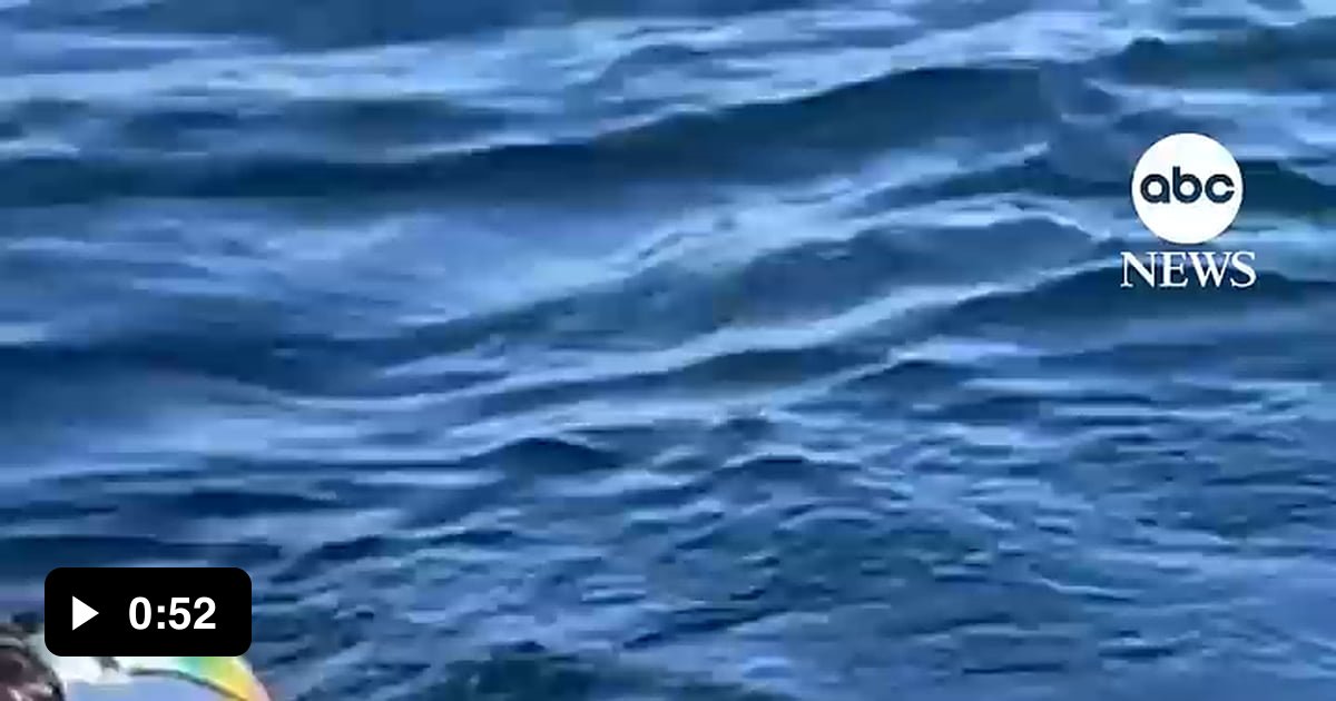 Otter steals surf board - 9GAG