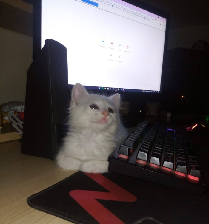winston-likes-to-lie-down-next-to-the-keyboard-9gag
