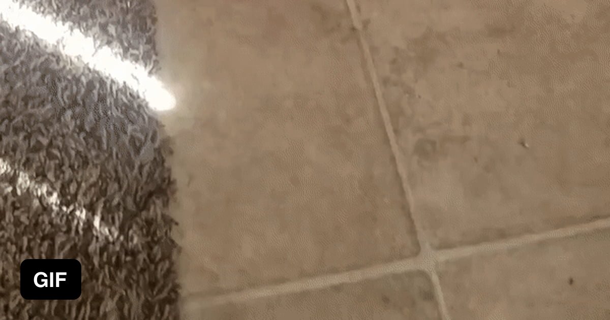 Animal Video Dump 9GAG animal-video-dump-9gag