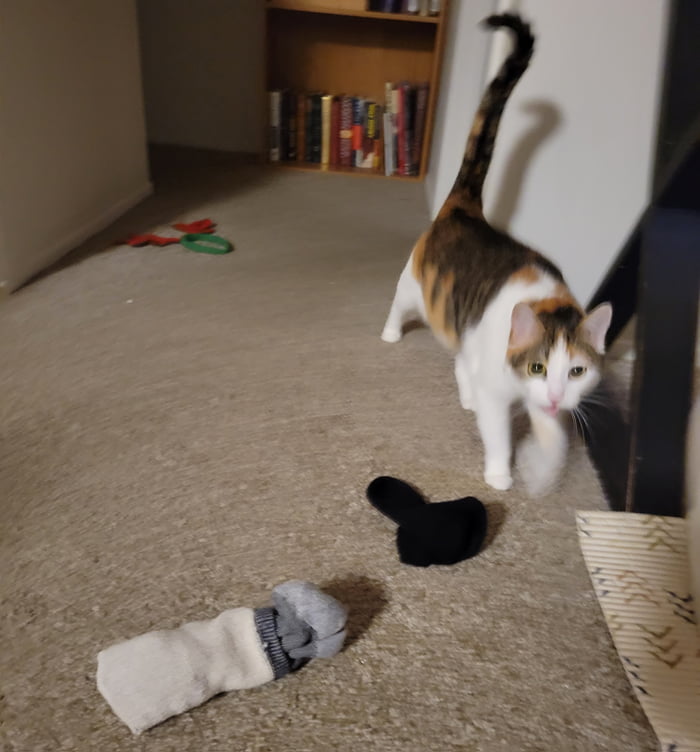 Apartment sitting for my sister and her cats keep bringing me socks