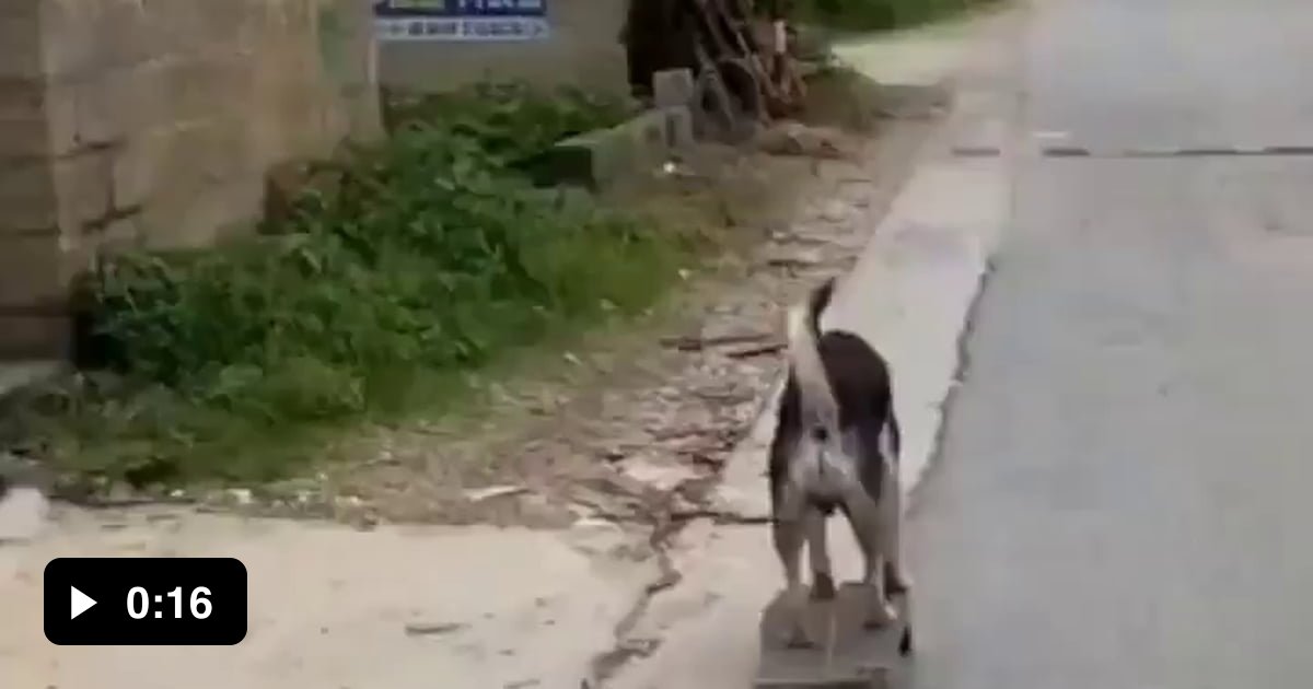 Skatedog - 9GAG