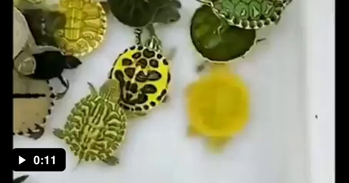 A variety of baby turtles - 9GAG