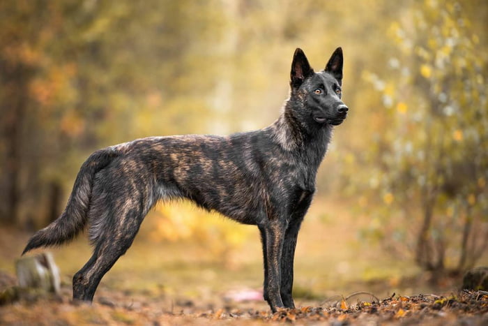 A Dutch Shepherd - 9GAG