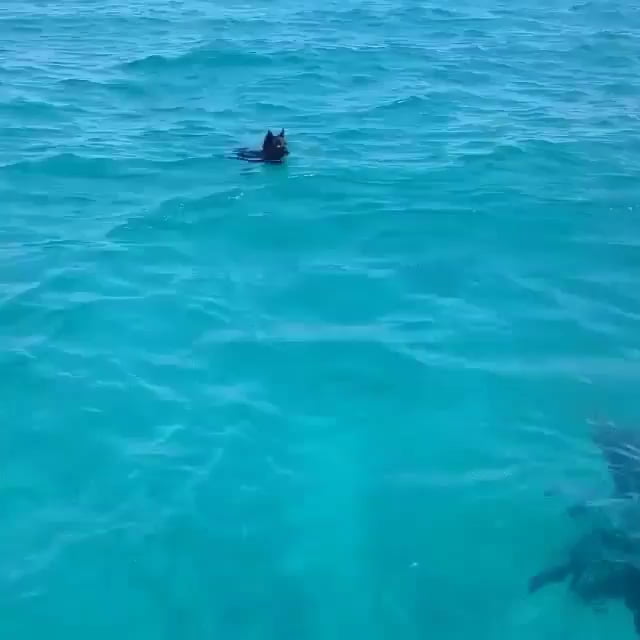 Helo land doggo am sea doggo 9GAG