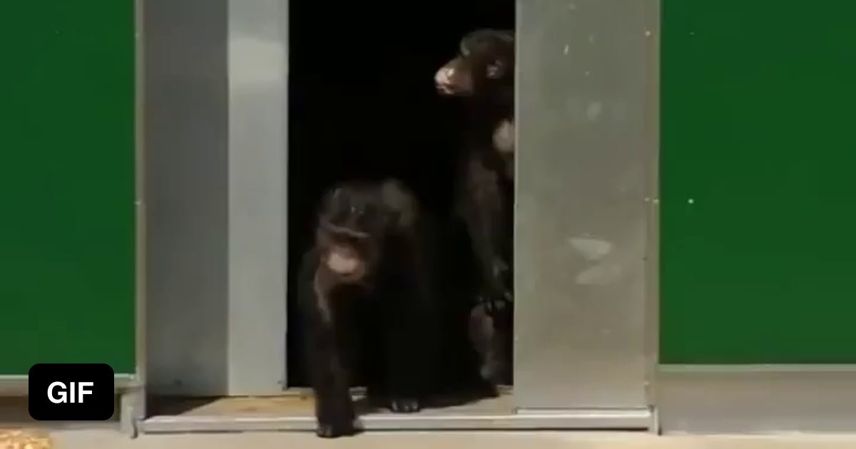 Laboratory chimps caged for 30 years are released - 9GAG