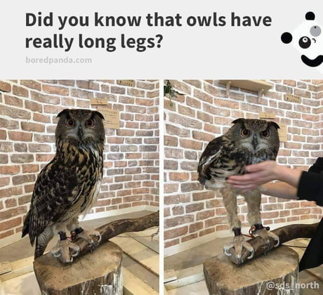 Did You Know That Owls Have Really Long Legs 9gag