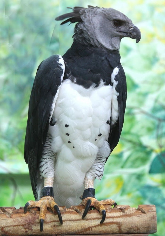 Harpy Eagle - talons the size of a Grizzly Bears - 9GAG