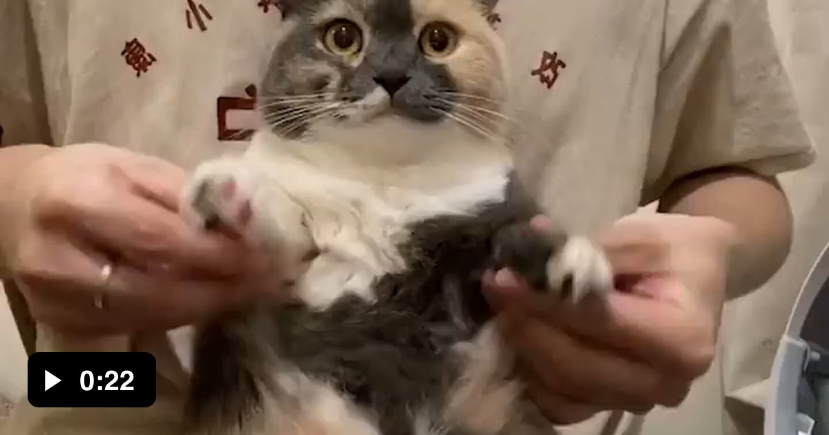 When cats dance better than you - 9GAG