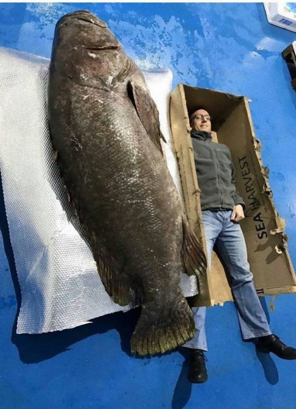 The size of this grouper - 9GAG