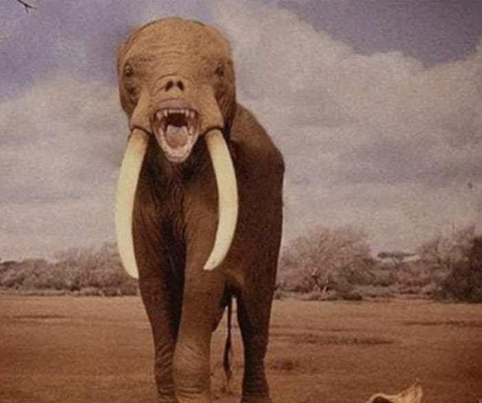 Elephant Without Trunk Or Ears