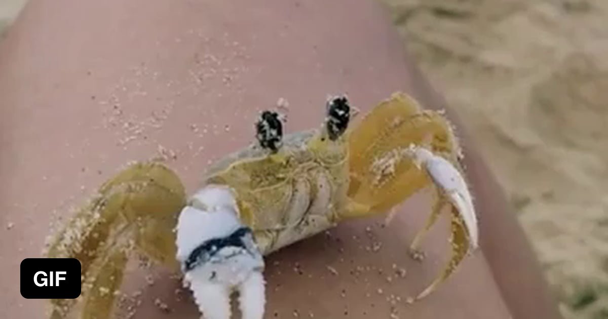 This little crab casually clearing the sand from his eyes - 9GAG