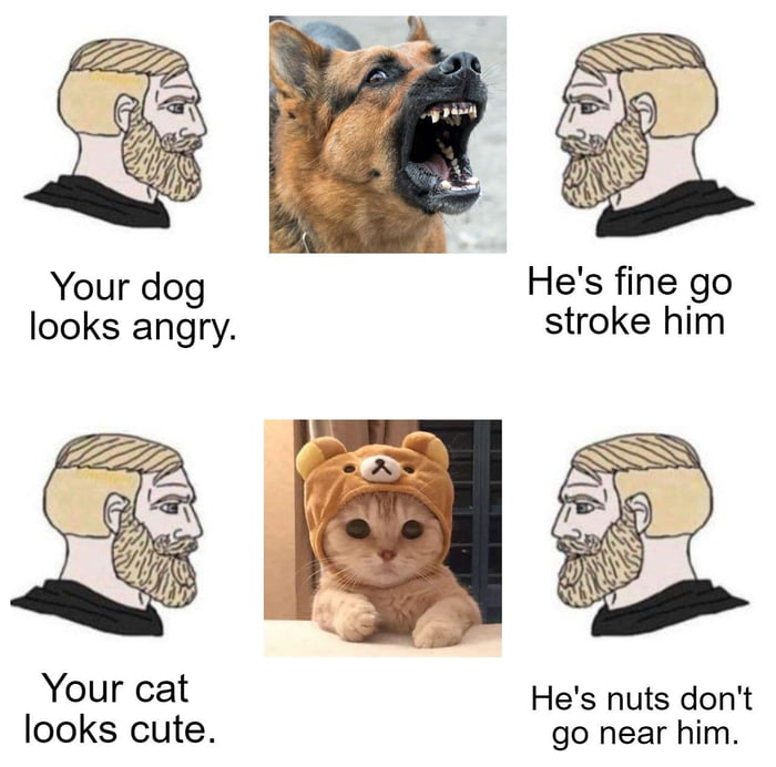 Dog Owners Vs Cat Owners 9GAG