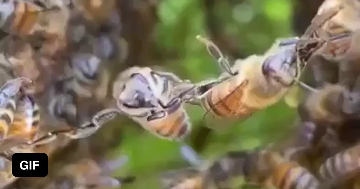 How Bees Make Honey Combs 9gag 7047