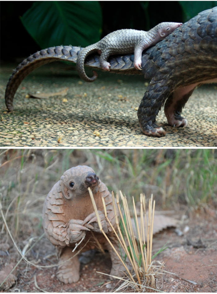 Baby pangolin - new meme "Excuse me?!" ? - 9GAG