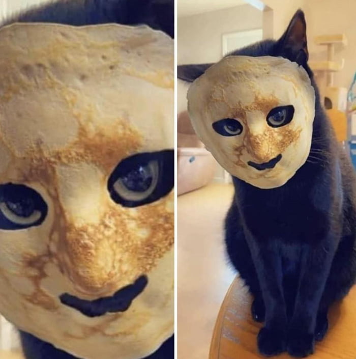 Pancake cat 9GAG