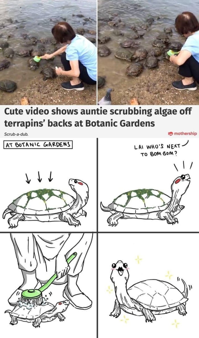 Cute turtle gets scrubbed - 9GAG