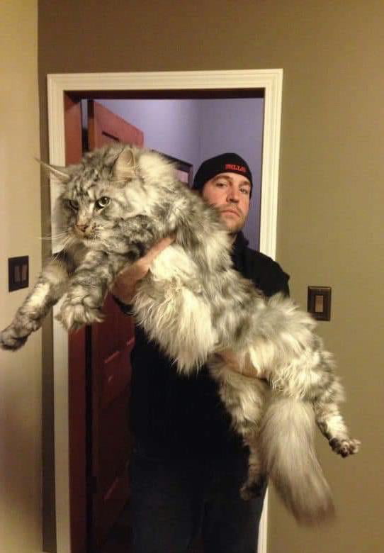 The Norwegian Forest Cat 9gag