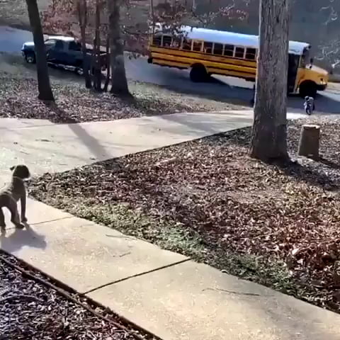 Little puppy excited to receive kid after school.
