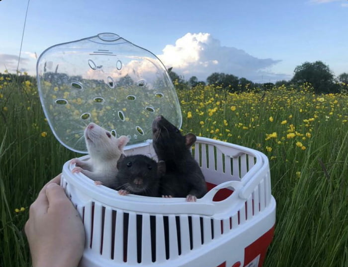 Taking rats to see flowers - 9GAG