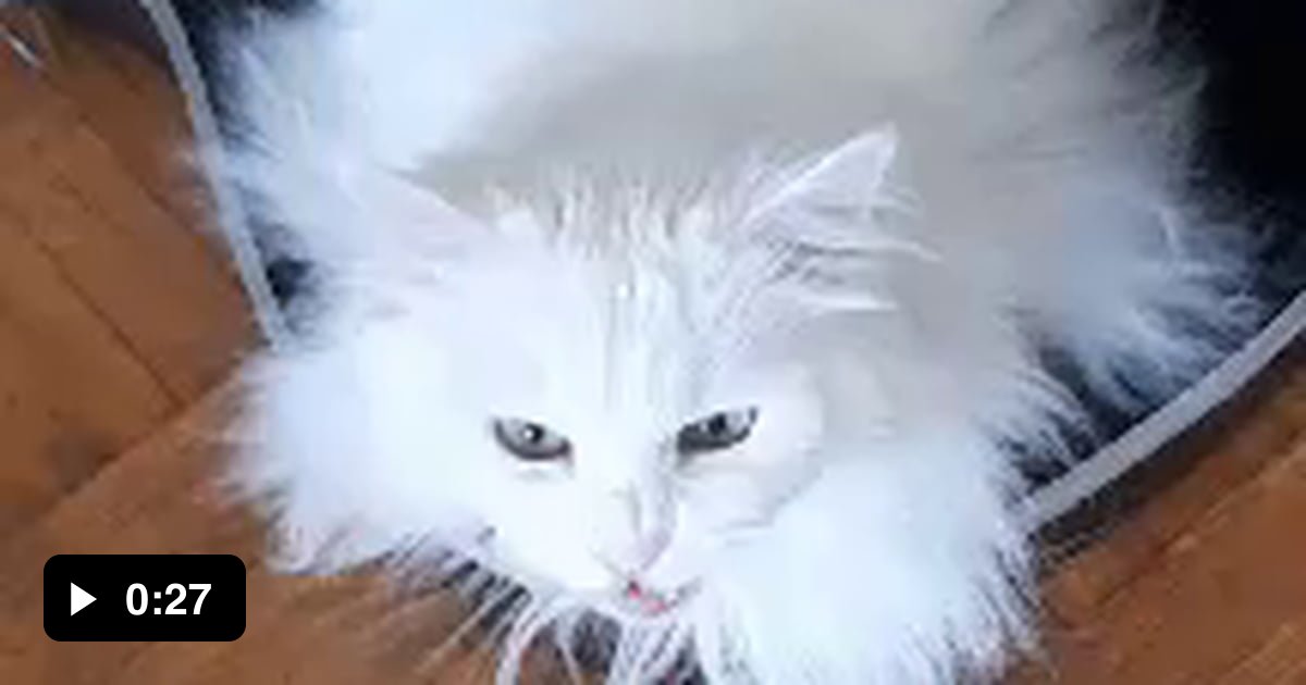 My cat hate guitar cases 9GAG