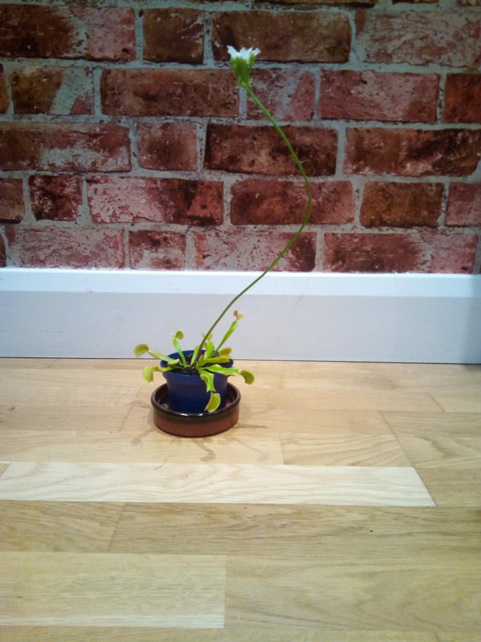 Ever wondered how Venus flytrap bloom? The answer: FAR. AWAY. FROM. THE